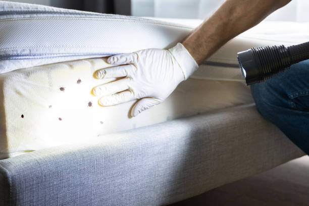 Flea Control Services in Kailua, HI