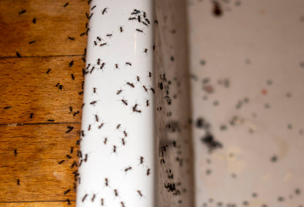 Pest Control Cost in Kailua, HI