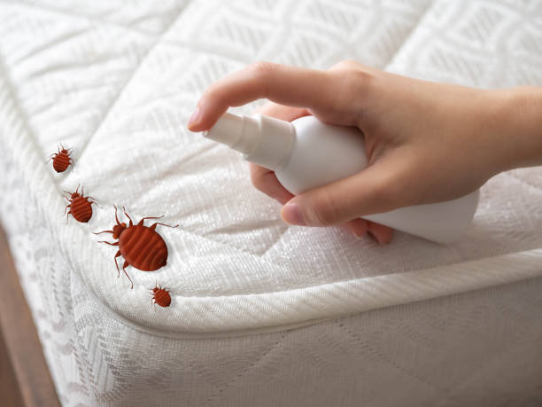 Best Bed Bug Extermination  in Kailua, HI