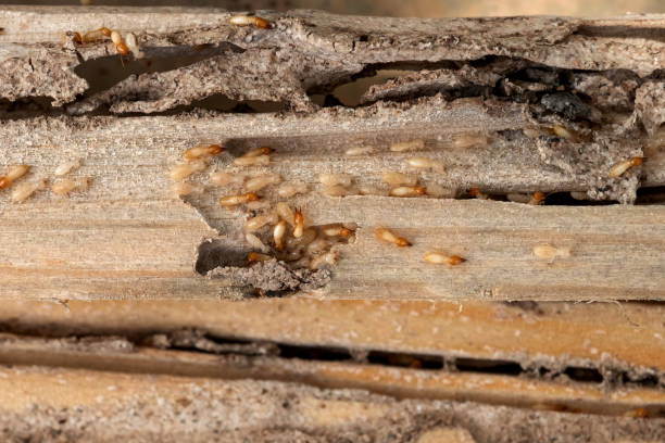 Best Pest Control for Homes  in Kailua, HI